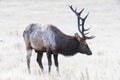 Elk in Rocky Mountain National Park Colorado