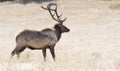 Elk in Rocky Mountain National Park Colorado