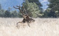 Elk in Rocky Mountain National Park Colorado