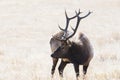 Elk in Rocky Mountain National Park Colorado