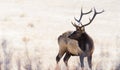 Elk in Rocky Mountain National Park Colorado