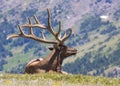 Elk of Rocky Mountains