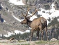 Elk of Rocky Mountains