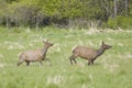 Elk running in a field Royalty Free Stock Photo