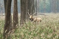 Elk (scientific name: Elaphurus davidianus)