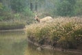 Elk (scientific name: Elaphurus davidianus)