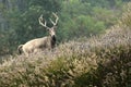 Elk (scientific name: Elaphurus davidianus)