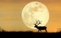 Elk Silhouette Royalty Free Stock Photo