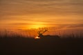 Elk silhouette at sunrise Royalty Free Stock Photo