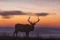 Elk silhouette at sunrise Royalty Free Stock Photo