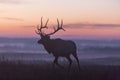 Elk silhouette at sunrise Royalty Free Stock Photo