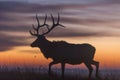 Elk silhouette at sunrise Royalty Free Stock Photo