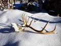 Elk Skull Lying in the Snow, Colorado