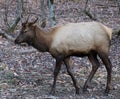 Smoky Mountain Elk near Cherokee, North Carolina Royalty Free Stock Photo