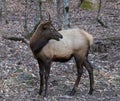 Smoky Mountain Elk near Cherokee, North Carolina Royalty Free Stock Photo