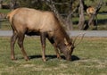 Smoky Mountain Elk near Cherokee, North Carolina Royalty Free Stock Photo