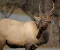 Smoky Mountain Elk near Cherokee, North Carolina Royalty Free Stock Photo