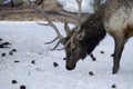 Elk in the Snow Royalty Free Stock Photo
