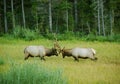 Elk Sparring in a Mountain Meadow Royalty Free Stock Photo