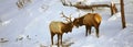 Elk Sparring - two bull elks with their horns interlocked