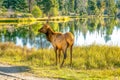 Elk in Sprague Lake, Rocky Mountains Royalty Free Stock Photo