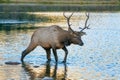 Elk in Sprague Lake, Rocky Mountains Royalty Free Stock Photo