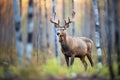 elk standing alert with ears perked in a clearing Royalty Free Stock Photo