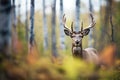 elk standing alert with ears perked in a clearing Royalty Free Stock Photo