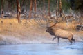 Elk Stepping Onto Frost Covered River Bank