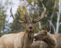 Elk Stock Photo and Image. Elk Antlers bugling guarding his herd of cows elk with a forest background in their environment and Royalty Free Stock Photo