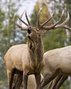 Elk Stock Photo and Image. Elk Antlers bugling guarding his herd of cows elk with a forest background in their environment and Royalty Free Stock Photo