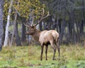 Elk Stock Photo and Image. Bull male walking in the field with a blur forest background in its envrionment and habitat surrounding