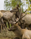 Elk Stock Photo and Image. Bull resting on hay with its cow elk above him in their environment and habitat with a blur forest Royalty Free Stock Photo