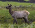 Elk Stock Photo and Image. Cow close-up side profile walking by the river with a blur background in its environment and habitat Royalty Free Stock Photo