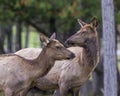 Elk Stock Photo and Image. Female couple head close up in the field with a blur forest background in their environment and