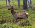 Elk Stock Photo and Image. Elk female cow close-up side profile walking in the field with a blur forest background in its Royalty Free Stock Photo