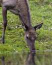 Elk Stock Photo and Image. Female cow headshot profile front view drinking water with grass background in its environment and