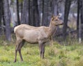 Elk Stock Photo and Image. Female cow standing on grass with a blur forest background in its environment and habitat surrounding