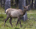 Elk Stock Photo and Image. Female cow walking in the field along the forest in its environment and habitat surrounding