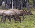 Elk Stock Photo and Image. Female Elk cows eating grass in the field along the forest in their environment and habitat surrounding