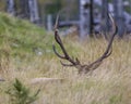 Elk Stock Photo and Image. Male buck resting in the field in mating season in the bush with grass background in its environment Royalty Free Stock Photo