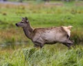 Elk Stock Photo and Image. Male buck resting in the field in mating season in the bush with grass background in its environment Royalty Free Stock Photo