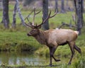 Elk Stock Photo and Image. Male buck walking in the forest by the water with a side view and displaying its antlers and brown fur Royalty Free Stock Photo