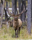 Elk Stock Photo and Image. Male bull close-up profile front view in the forest looking at the camera in its environment and