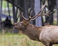 Elk Stock Photo and Image. Male bull close-up profile side view in the forest bugling in rutting season and displaying big antlers Royalty Free Stock Photo