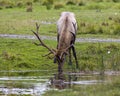 Elk Stock Photo and Image. Male close-up profile view drinking water and displaying its antlers and brown velvet skin in its