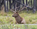 Elk Stock Photo and Image. Male close-up profile view resting in field with a blur forest background in its environment and