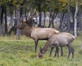 Elk Stock Photo and Image. Male and a female cow in the field with a blur forest background in their environment and habitat Royalty Free Stock Photo