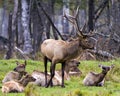 Elk Stock Photo and Image. Male protecting its herd female cows in their environment and habitat surrounding with a forest blur