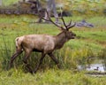 Elk Stock Photo and Image. Male walking by water with ducks and displaying large antlers and brown colour fur coat in its Royalty Free Stock Photo